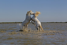 Camargue Horse, Stallions Fighting In Swamp, Saintes Marie De La Mer In Camargue, In The South Of France