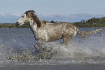 Wall Mural - camargue horse, adult galloping through swamp, saintes marie de la mer in the south of france