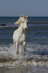 Wall Mural - camargue horse galloping in the sea, saintes marie de la mer in camargue, in the south of france