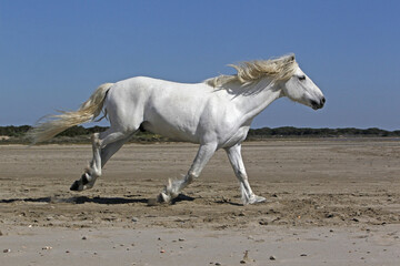 Wall Mural - camargue horse, stallion galloping on the beach, saintes marie de la mer in camargue, in the south o