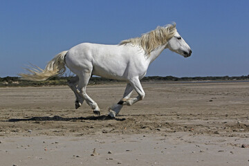 Sticker - Camargue Horse, Stallion Galloping on the Beach, Saintes Marie de la Mer in Camargue, in the South of France