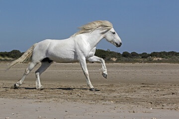 Wall Mural - Camargue Horse, Stallion Galloping on the Beach, Saintes Marie de la Mer in Camargue, in the South of France