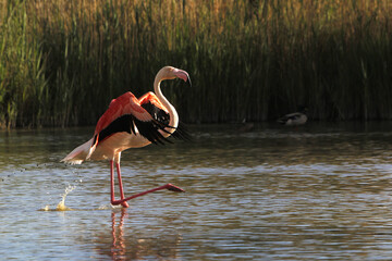 Wall Mural - greater flamingo, phoenicopterus ruber roseus, adult in flight, taking off from swamp, camargue in t