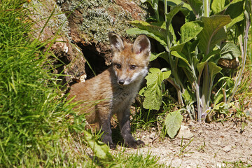 Sticker - Red Fox, vulpes vulpes, Pup, Normandy in France