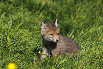 Sticker - Red Fox, vulpes vulpes, Pup sitting, Normandy in France