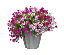 Colorful Pink And Purple Petunia Flower Pot In Rustic Pot Isolated On Transparent Background For House Decoration And Design Purpose