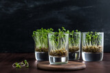 Generative Ai of fresh sprouts grown indoor. 