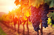 Generative AI of Beautiful grapes in a vineyard at sunset.	
