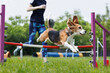 © Studio Peace - Beagle at outdoor competitions in sunny summer time. Overcoming obstacles for dexterity. Agility.