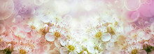 Floral Spring Background. Apple Tree Flowers Close Up. Nature.