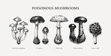Poisonous Mushrooms Sketches Set. Hand-drawn Deadly Fungus Illustrations Collection Isolated On White. Poisonous Forest Plants Design Element