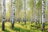 Fototapeta Natura - Young slim thin birch trees in the spring in the forest. Generative AI