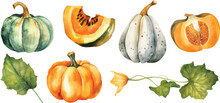 Autumn Pumpkins And Leaves In Vector Watercolor Illustration Style. Isolated On White