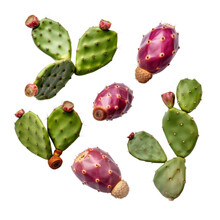 Prickly Pear Ornamental Plants Flower  Isolated On White Background Png.
