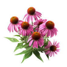 Purple Coneflower  Ornamental Plants Flower  Isolated On White Background Png.
