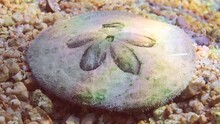 Close Up Of Sea Urchin Sand Dollar, Cake Urchin Or Sea Biscuits On Sandy Bottom In Sun Glare