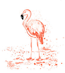 Wall Mural - Flamingo watercolor vector tropic bird with splash color