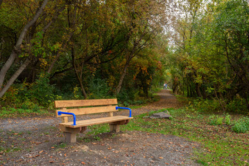 Wall Mural - Empty wooden bench along a forest trail in autumn. A couple riding bicycles on the trail are visible in distance.