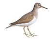 Common sandpiper (Actitis hypoleucos), PNG, isolated on transparent background