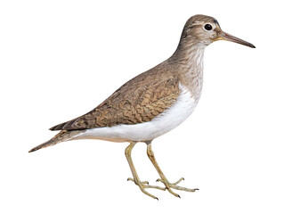 Wall Mural - Common sandpiper (Actitis hypoleucos), PNG, isolated on transparent background