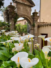 Wall Mural - White calla lilies blooming in Spello, Italy