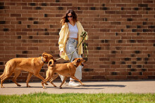 Charming Young Girl On A Walk With Two Golden-colored Dogs On A Sunny Day Against A Brick Wall. Attachment Of Pets To The Owner. Raising Pets Taken From A Shelter.