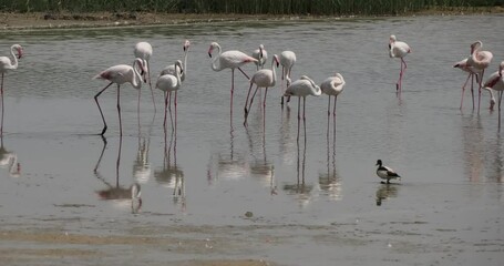 Wall Mural - pink flamingos in vendicari natural reserve, sicily italy