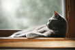 A beautiful gray cat lies on a window in a ray of sun. He is relaxed and enjoys the warmth.