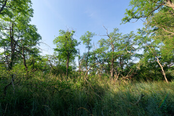 Sticker - Alluvial forest in the Saint-Mesmin National Nature Reserve in Loire valley