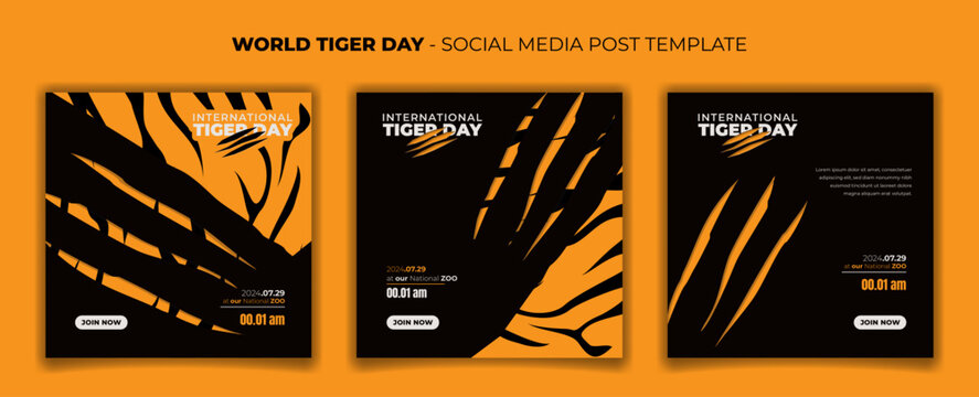 Set of social media template with tiger and tiger scratch background for tiger day design