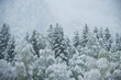 © ADDICTIVE STOCK - Picturesque view of snow covered trees