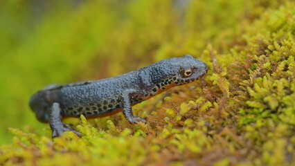 Sticker - The Alpine newt male in the breeding season (Ichthyosaura alpestris)