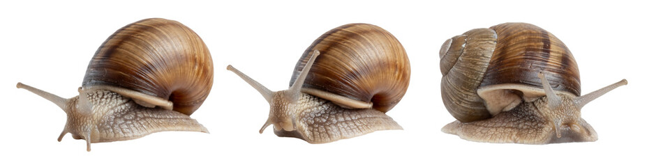 Close up of a common brown garden snail isolated on transparent background