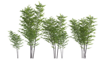 Sticker - variety of bamboo tree