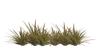 Wall Mural - mountain flax, wharariki in Māori plant isolated