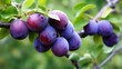 Ripe blue purple plums and green leaves on branch. Generative AI