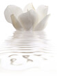 white magnolia flower with a pinkish hue on water with reflection for spa