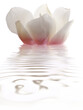 white magnolia flower with a pinkish hue on water with reflection for spa