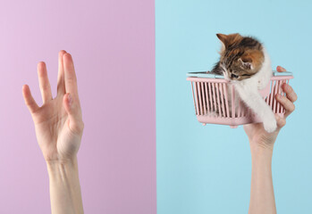 Wall Mural - Female hand holding cute kitten in mini shopping basket on pink blue pastel background