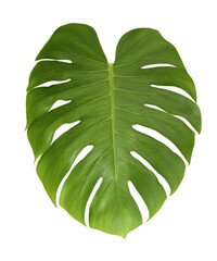 Wall Mural - Monstera leaf on transparent background png file.