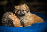 Fototapeta Psy -  Cute and funny tiny Pekingese dog. Best human friend. Pretty golden puppy dog at home