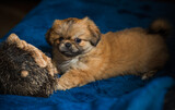 Fototapeta Psy -  Cute and funny tiny Pekingese dog. Best human friend. Pretty golden puppy dog at home