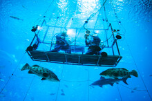 Two Workers At The Georgia Aquarium Clean The Inside Of The Ocean Voyager Tank From An Underwater Scaffold, Atlanta, Georgia