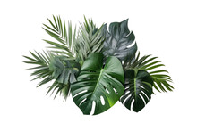 Tropical Plants , Green Leaves Isolated On Transparent Background. Made With Generative Ai.	
