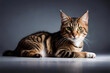 © Beste stock - a cat stretched out in a yoga-like pose, embodying grace, flexibility, and relaxation