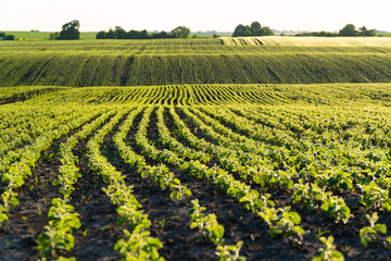 Wall Mural - Rows of young soy plants on a fertile field with dark soil. Rows of sunlit young soya plants. Beautiful growing plant soy background