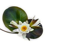 Water Lilies Flowers And Green Leaves ( Nymphaea Candida ) On A White Background. Top View, Flat Lay