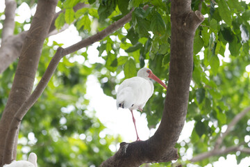 Wall Mural - ibis bird at the tree fauna. ibis bird fauna in wildlife. ibis bird fauna in nature.