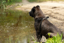 Animals. A Large Black Dog Of The Alabai Breed Sits Wet In The River In The Forest And Waits For Its Owner.