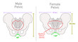 © LuckySoul - Female, male pelvis structure differences between. Human, man woman skeleton versus. Bone anatomy, shallow pelvic cavity wider, shorter bony. Illustration vector